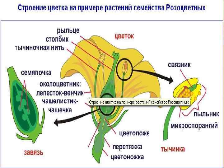 Семейство розоцветные двойной околоцветник