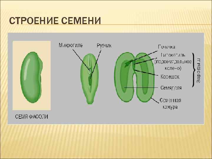 Строение семени кабачка рисунок с описанием