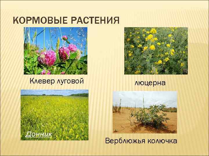 Кормовые культуры. Кормовые растения. Кормовые Розоцветные растения. Презентация на тему кормовые растения. Кормовые бобовые растения.