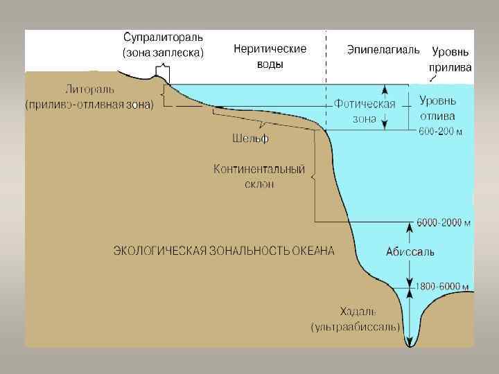 Природные зоны океана. Батиаль абиссаль. Супралитораль. Литораль супралитораль. Фотическая зона океана.