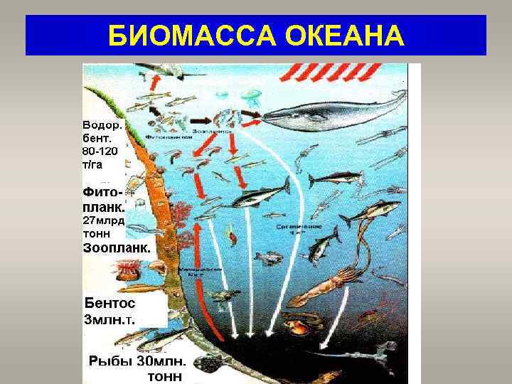 БИОМАССА ОКЕАНА 