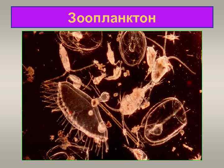 Зоопланктон 