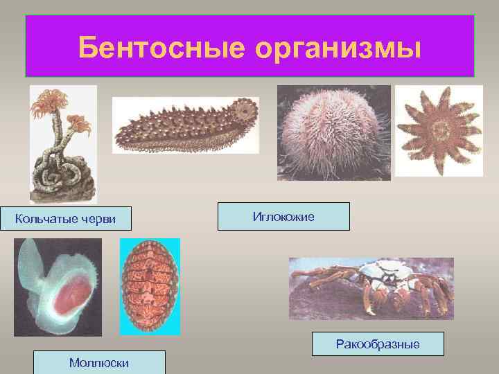 Бентосные организмы Кольчатые черви Иглокожие Ракообразные Моллюски 