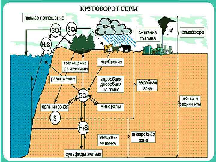 Круговорот серы в природе схема 9 класс биология