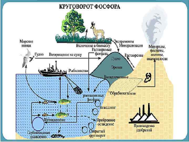 Схема биогеохимического круговорота фосфора