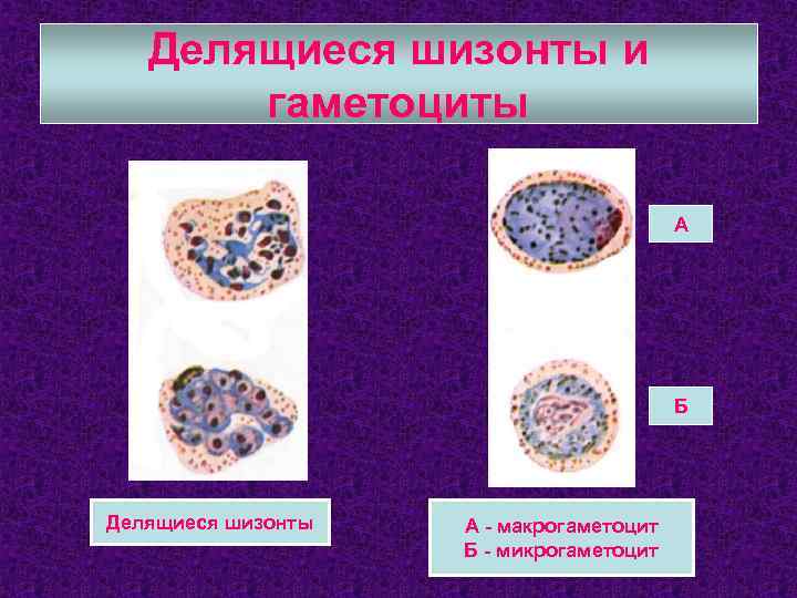 Делящиеся шизонты и гаметоциты А Б Делящиеся шизонты А - макрогаметоцит Б - микрогаметоцит