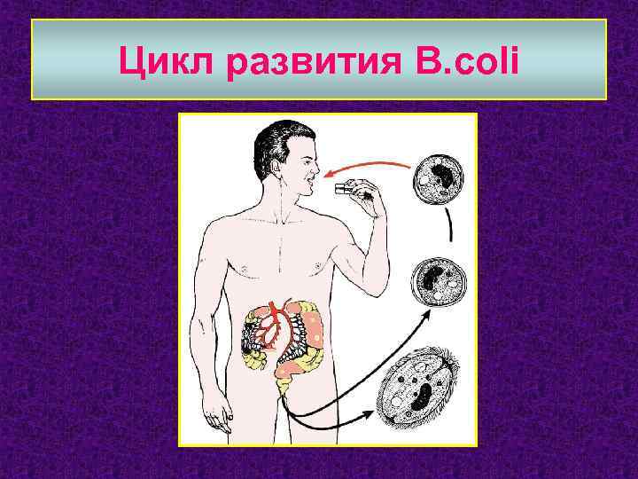 Цикл развития B. coli 