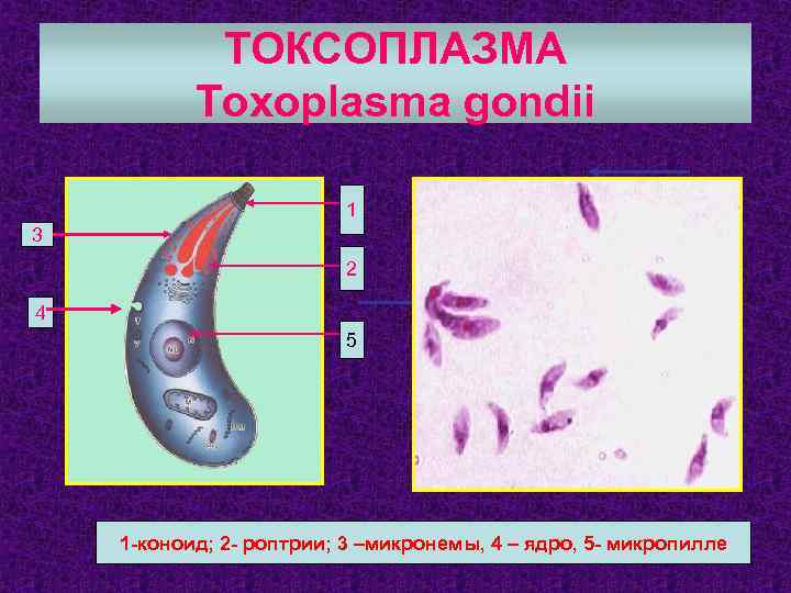 ТОКСОПЛАЗМА Toxoplasma gondii 1 2 2 3 3 4 5 4 1 -коноид; 2