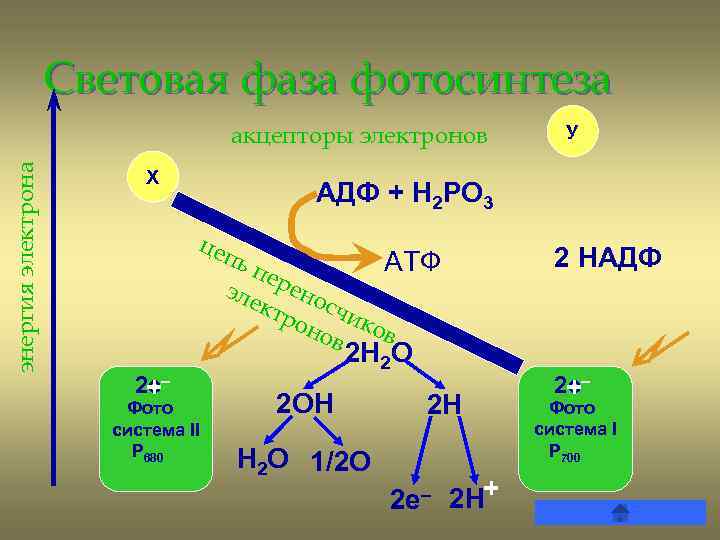 Световая фаза фотосинтеза энергия электрона акцепторы электронов Х АДФ + Н 2 РО 3