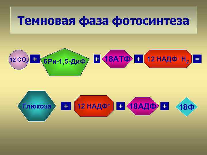 Темновая фаза фотосинтеза 12 СО 2 + 6 Ри-1, 5 -Ди. Ф Глюкоза +