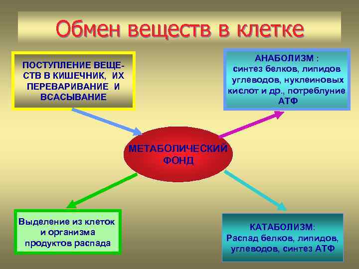 Обмен веществ в клетке АНАБОЛИЗМ : синтез белков, липидов углеводов, нуклеиновых кислот и др.