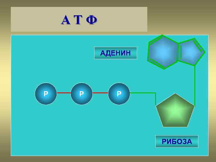 АТФ АДЕНИН Р РИБОЗА 