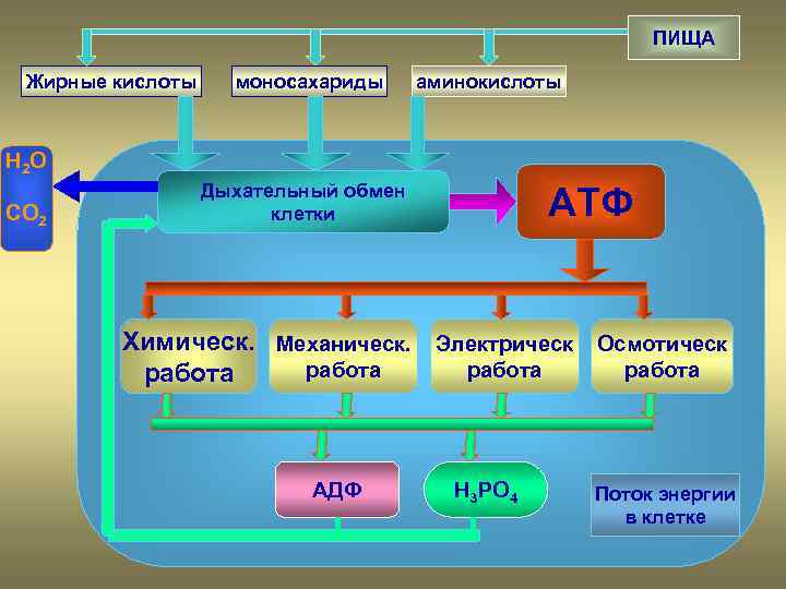ПИЩА Жирные кислоты моносахариды аминокислоты H 2 O CO 2 Дыхательный обмен клетки АТФ