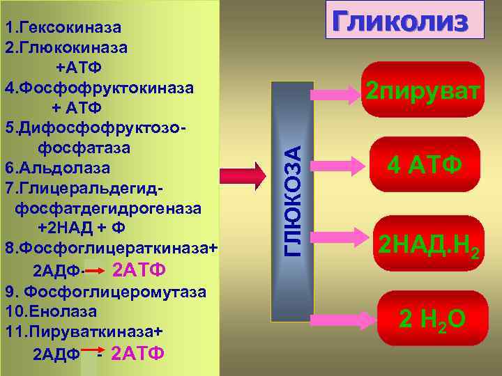 Гликолиз 2 пируват ГЛЮКОЗА 1. Гексокиназа 2. Глюкокиназа +АТФ 4. Фосфофруктокиназа + АТФ 5.