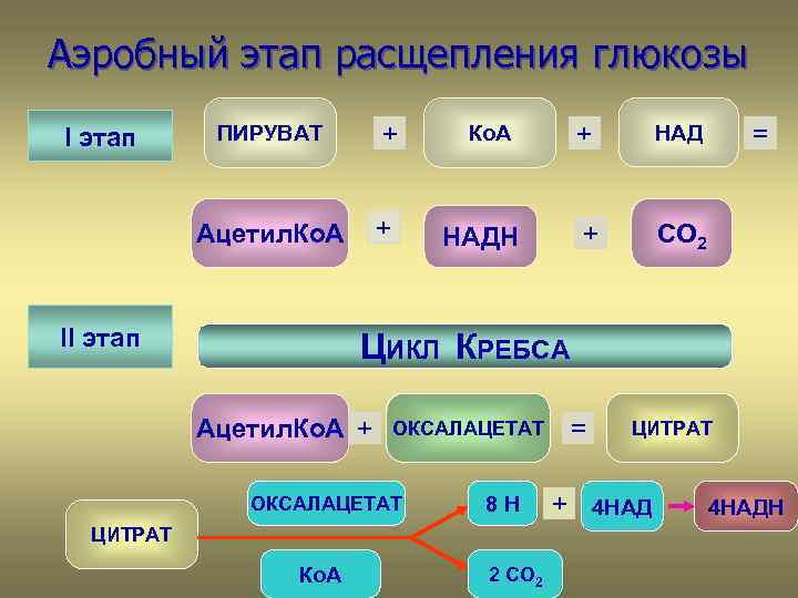 Аэробный этап расщепления глюкозы ПИРУВАТ + Ацетил. Ко. А I этап + II этап