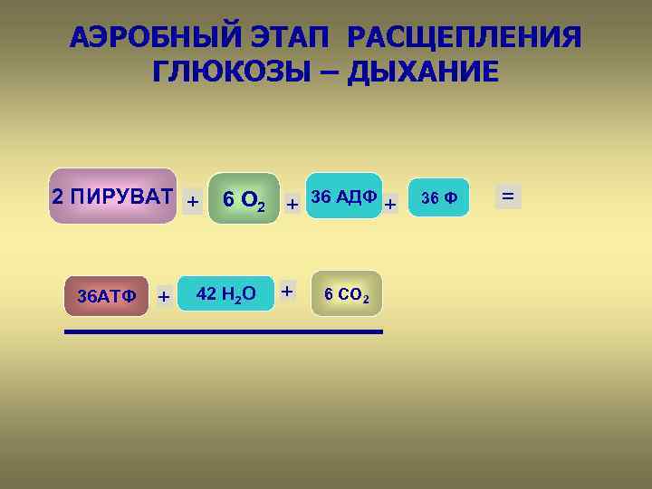 Полное расщепление. Этапы расщепления Глюкозы. На что расщепляется Глюкоза. Обмен веществ и энергии. Разложение Глюкозы.