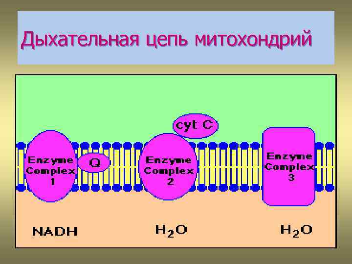 Дыхательная цепь митохондрий 