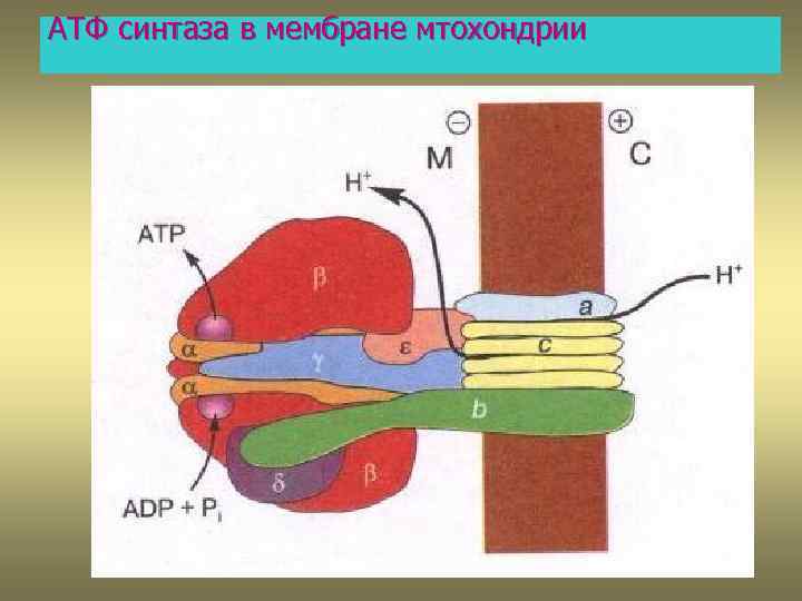 АТФ синтаза в мембране мтохондрии 