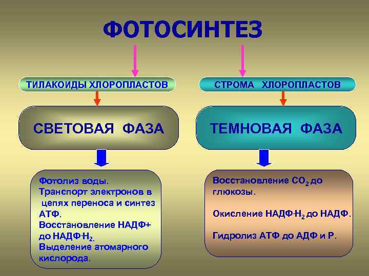 ФОТОСИНТЕЗ ТИЛАКОИДЫ ХЛОРОПЛАСТОВ СТРОМА ХЛОРОПЛАСТОВ СВЕТОВАЯ ФАЗА ТЕМНОВАЯ ФАЗА Фотолиз воды. Транспорт электронов в