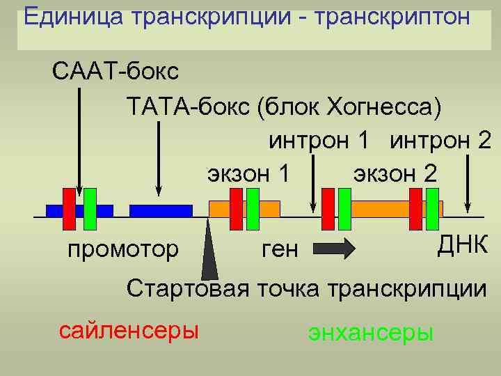 Схема транскрипции эукариот