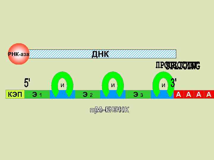 ДНК РНК-аза КЭП Э 1 и И Э 2 и И Э 3 и