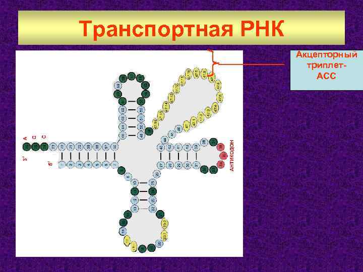 Транспортная РНК Акцепторный триплет. АСС 