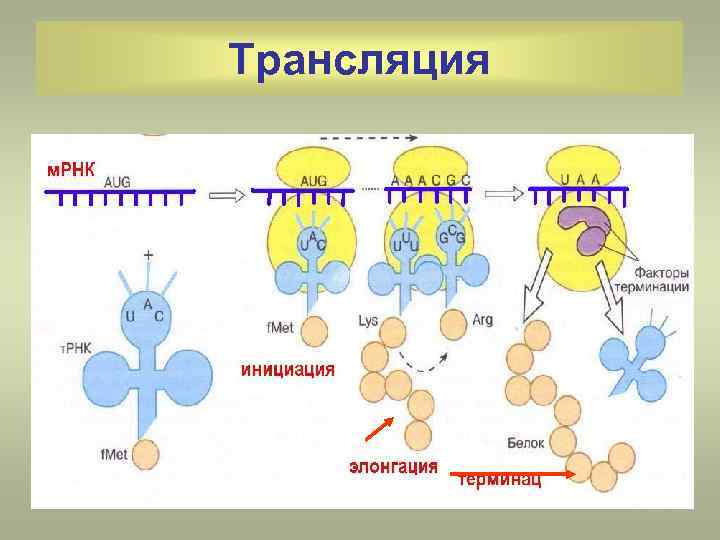 Трансляция белка схема