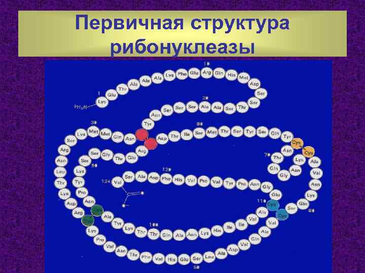 Первичная структура рибонуклеазы 