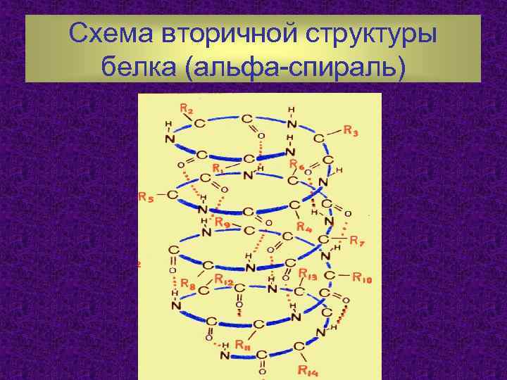 Спираль белков