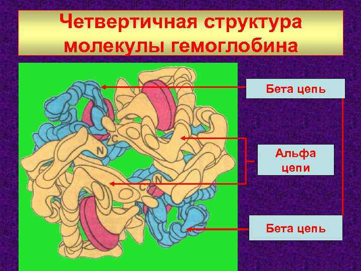 Молекула гемоглобина имеет структуру четвертичная