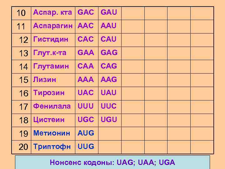 10 Аспар. кта GAC GAU 11 Аспарагин AAC AAU 12 Гистидин CAC CAU 13
