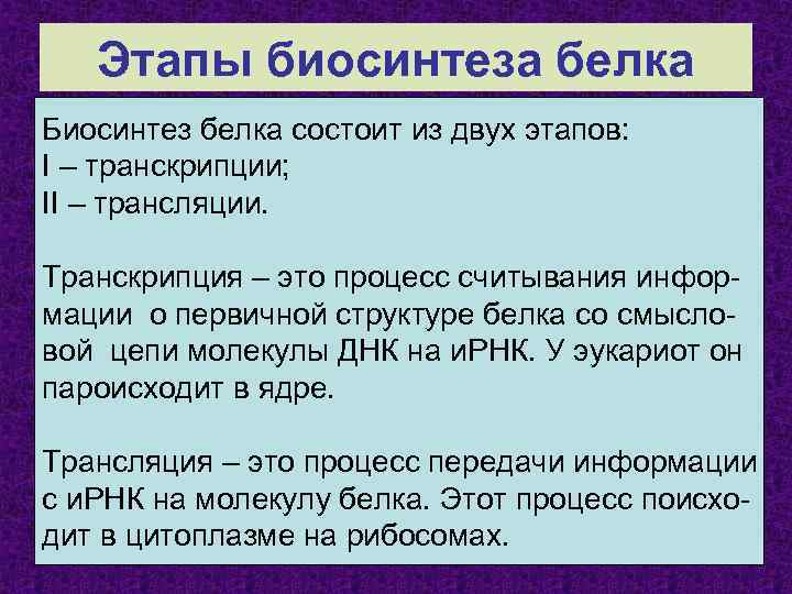Этапы биосинтеза белка Биосинтез белка состоит из двух этапов: I – транскрипции; II –