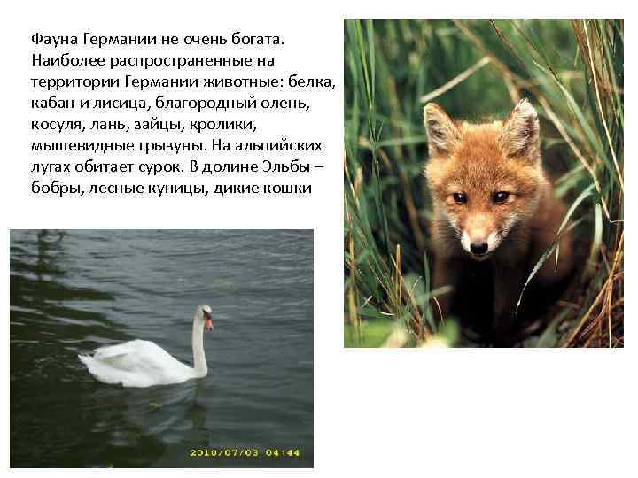 Фауна Германии не очень богата. Наиболее распространенные на территории Германии животные: белка, кабан и