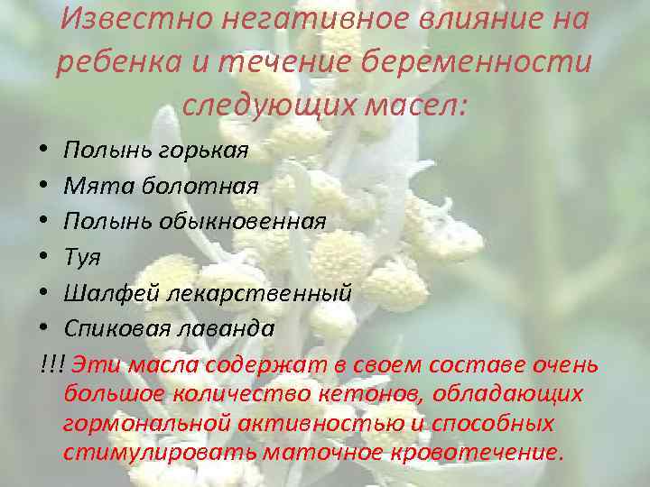 Известно негативное влияние на ребенка и течение беременности следующих масел: • Полынь горькая •