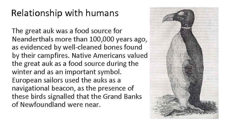 Relationship with humans The great auk was a food source for Neanderthals more than