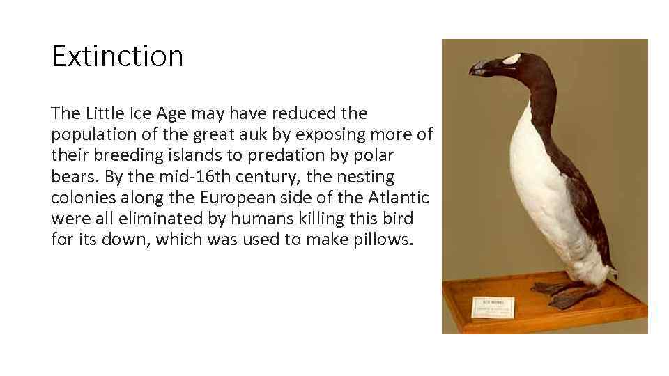 Extinction The Little Ice Age may have reduced the population of the great auk