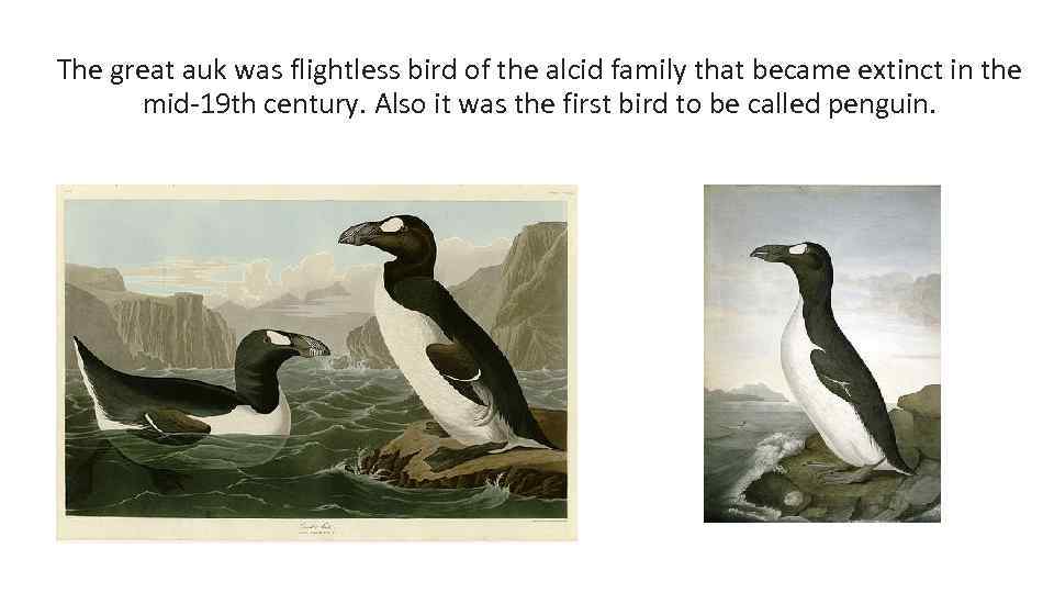 The great auk was flightless bird of the alcid family that became extinct in