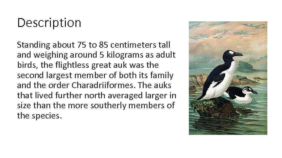 Description Standing about 75 to 85 centimeters tall and weighing around 5 kilograms as