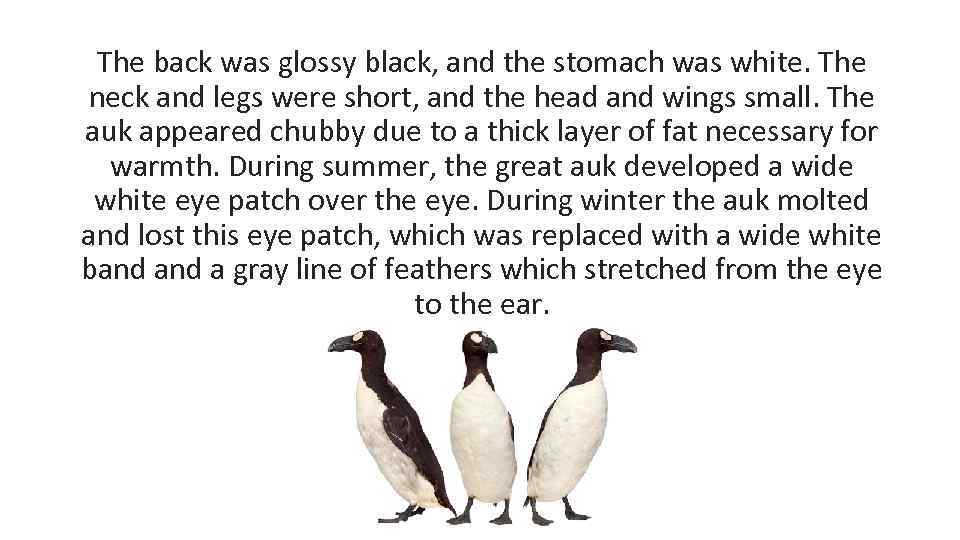 The back was glossy black, and the stomach was white. The neck and legs