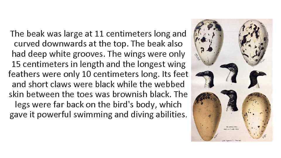 The beak was large at 11 centimeters long and curved downwards at the top.