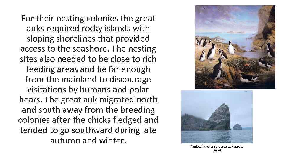For their nesting colonies the great auks required rocky islands with sloping shorelines that