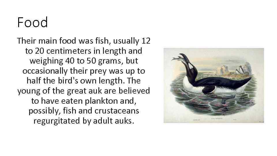 Food Their main food was fish, usually 12 to 20 centimeters in length and