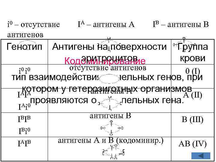i 0 – отсутствие антигенов Генотип i 0 IA – антигены A IB –