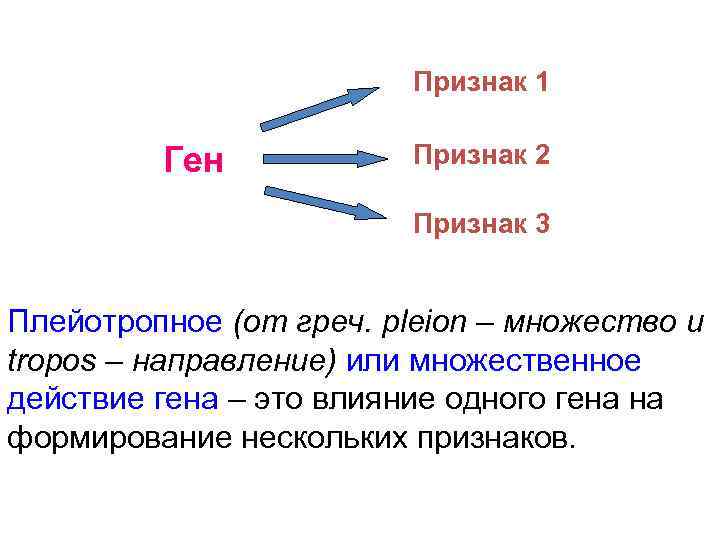 Признак 1 Ген Признак 2 Признак 3 Плейотропное (от греч. pleion – множество и