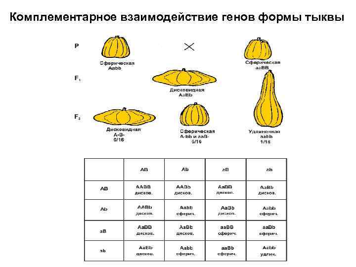 Комплементарное взаимодействие генов формы тыквы 