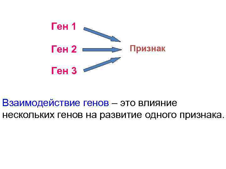 Ген 1 Ген 2 Признак Ген 3 Взаимодействие генов – это влияние нескольких генов