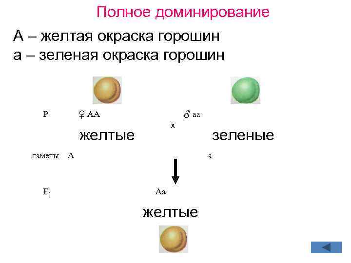 Ген желтой окраски