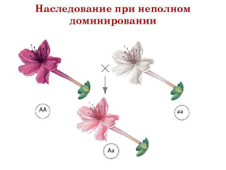 Наследование при неполном доминировании АА аа Аа 