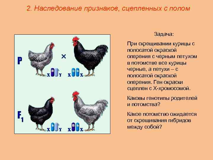 Пол у птиц. Генетика пола у птиц. Скрещивание птиц. Половые хромосомы петуха и курицы. Наследование окраски оперения.