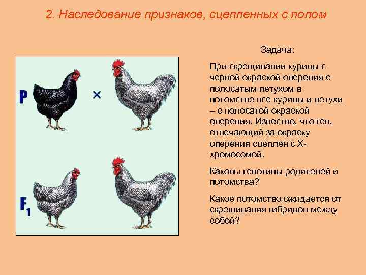 2. Наследование признаков, сцепленных с полом Задача: При скрещивании курицы с черной окраской оперения
